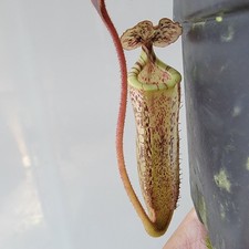 Nepenthes burbidgeae for sale  Woodbridge