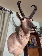 Pronghorn antelope shoulder for sale  Minneapolis