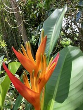 Orange tropical heliconia for sale  USA