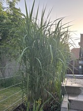 Riesen chinaschilf . gebraucht kaufen  Talheim