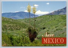 Beautiful yucca new for sale  Morrison