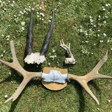 Taxidermy eland antelope for sale  WOKING