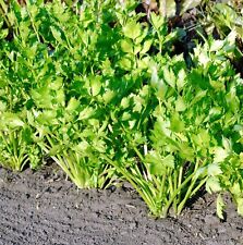 Chinese celery kintsai for sale  DEWSBURY