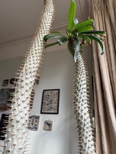 Rare huge madagascar for sale Rare huge madagascar for sale  KINGSTON UPON THAMES