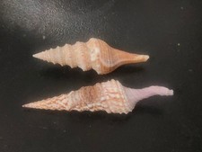 Conchiglia shell lotto usato Conchiglia shell lotto usato  Piombino