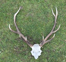Red deer stag for sale  DROITWICH