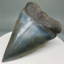 Gorgeous colors shape for sale  Fernandina Beach