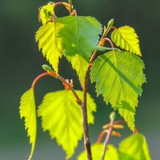 Säulenbirke betula pendula gebraucht kaufen  Detmold