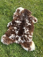 Taxidermy icelandic sheep for sale  BOSTON