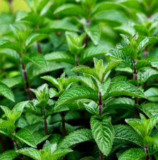 Minze spearmint intensives gebraucht kaufen  Lauf a.d.Pegnitz