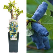 Siberian honeyberry lonicera for sale  UK