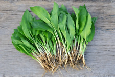 Organic wild garlic for sale  BILLINGSHURST