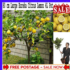 Large fully mature for sale  LONDON