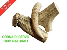 Corna cervo naturali usato  San Tammaro