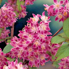 Deutzia strawberry field for sale  BALLYMENA