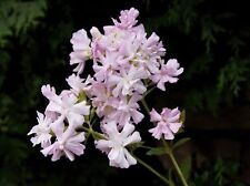 Samen seifenblume duftet gebraucht kaufen  Calw