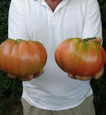 50 semi POMODORO OXHEART BELMONTE GIGANTE + OMAGGIO na sprzedaż  Wysyłka do Poland