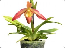 Phragmipedium eric young for sale  Daly City