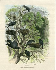 Rooks hand coloured for sale Rooks hand coloured for sale  COLEFORD