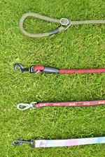 Four different dog for sale  SKIPTON
