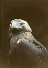 Photo photographie aigle d'occasion  Avignon