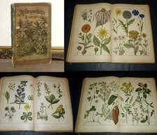 Naturgeschichte pflanzenreiche gebraucht kaufen  Heimbuchenthal