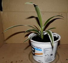 Jeune chlorophytum 3 d'occasion  La Voulte-sur-Rhône