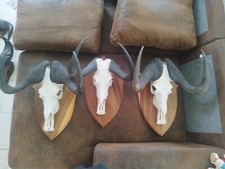 Taxidermie massacre gnou d'occasion  Mus