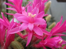 Aporocactus flagelliformis cut for sale  LONDON