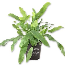 Blue star fern for sale  USA