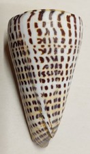 Conus litteratus nouvelle d'occasion Conus litteratus nouvelle d'occasion  Saint-Pantaléon-de-Larche