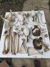Assorted deer bones for sale  Clementon