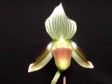 Orchidee paphiopedilum potenti d'occasion  Bischoffsheim
