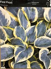 Hosta first frost for sale  ALFRETON