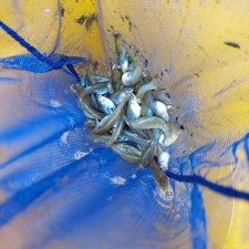 Live gambusia mosquito for sale  Houston