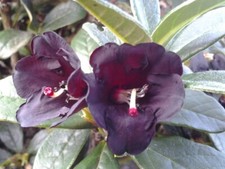 Wild rhododendron alpenrose gebraucht kaufen  Zetel