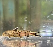 Live fish synodontis for sale  North Smithfield