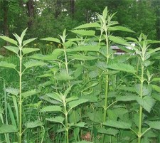 Stinging nettle plants for sale  Parsons