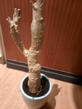 Adansonia digitata toller gebraucht kaufen  Laboe