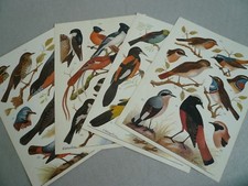 Planches atlas oiseaux d'occasion  La Rochelle