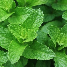 Garden mint large for sale  STAFFORD