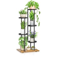 Black tier plant for sale  Eugene