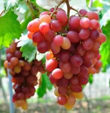 Grape vine plant for sale  GLASGOW