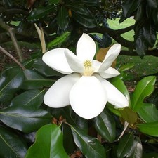 Magnolia grandiflora exmouth d'occasion Magnolia grandiflora exmouth d'occasion  Pouzauges