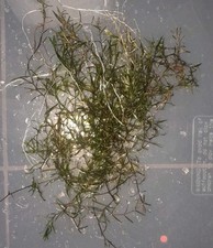 Guppy grass bunch for sale  Ilion