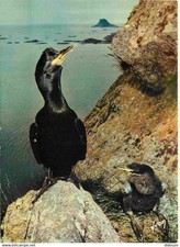 Animaux oiseaux cormoran d'occasion  Fruges