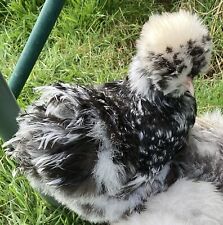 Fluffy feather farm for sale  LIFTON