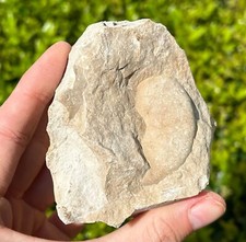 texas ammonites for sale texas ammonites for sale Coppell