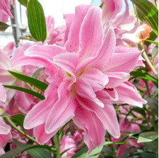 Lily flower bulbs for sale  Manitowoc