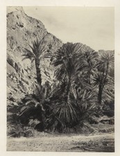 FOTO TERRA SANTA FRITH C.1860 - PALMEIRAS NO DESERTO DE HARAN comprar usado  Enviando para Brazil
